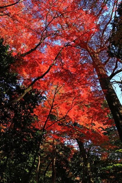 秋の森を調べる — ストック写真