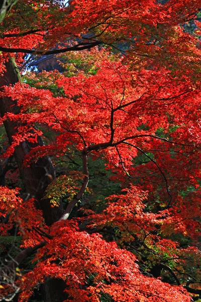 Пейзаж Осенних Листьев Леса — стоковое фото