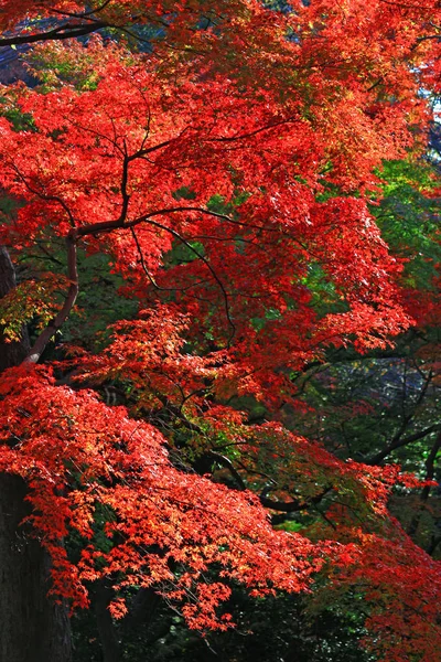 Landschaft Der Herbstlichen Blätter Wald — Stockfoto