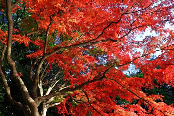 Blick Den Herbstlichen Wald — Stockfoto