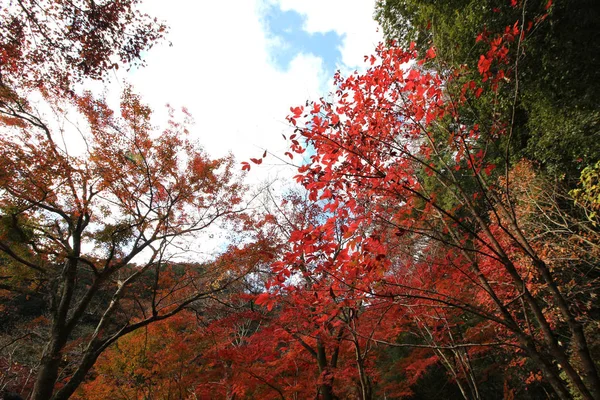 Katse Ylös Syksyllä Metsässä — kuvapankkivalokuva