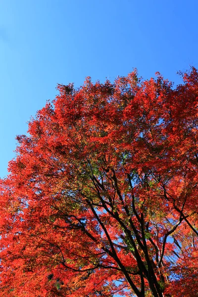 Regardant Dans Forêt Automne — Photo