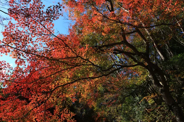 Mirando Bosque Otoño — Foto de Stock