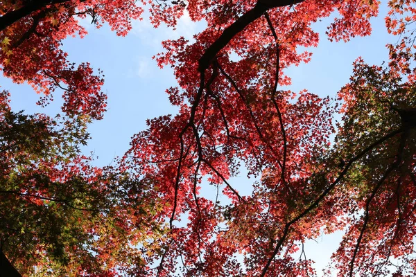 Взгляд Осенний Лес — стоковое фото