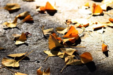 Ginkgo yapraklarının parke taşının üzerine düştüğü sonbahar sahnesi