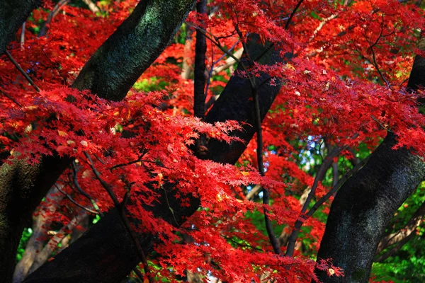 Landschaft Der Herbstlichen Blätter Wald — Stockfoto