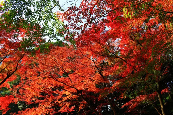 Regardant Dans Forêt Automne — Photo