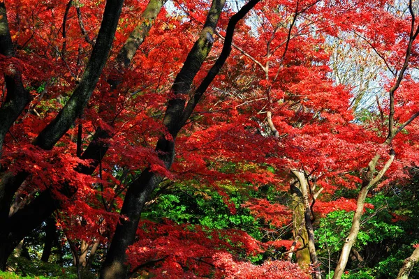 Krajobraz Jesiennych Liści Lasu — Zdjęcie stockowe