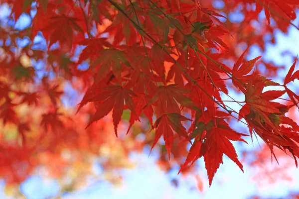 Japanese maple scene that turned red in autumn