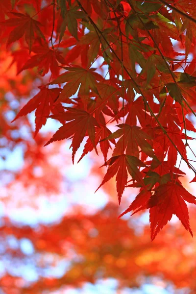 Japoński Klon Sceny Która Okazała Się Czerwona Jesienią — Zdjęcie stockowe