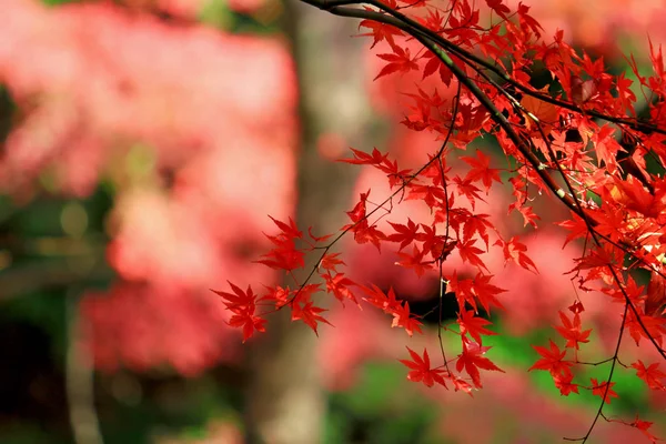 Japonês Maple Cena Que Ficou Vermelho Outono — Fotografia de Stock