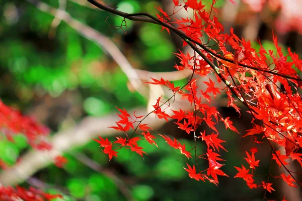 Japanese maple scene that turned red in autumn