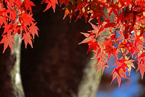 Japanese maple scene that turned red in autumn