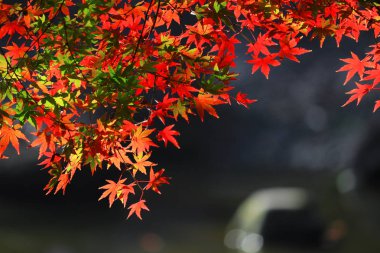 Kırmızımsı akçaağaç yaprakları ve bir gölet ile bir Japon bahçe manzarası