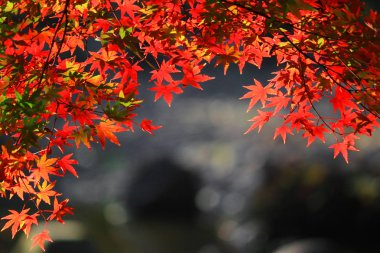 Kırmızımsı akçaağaç yaprakları ve bir gölet ile bir Japon bahçe manzarası