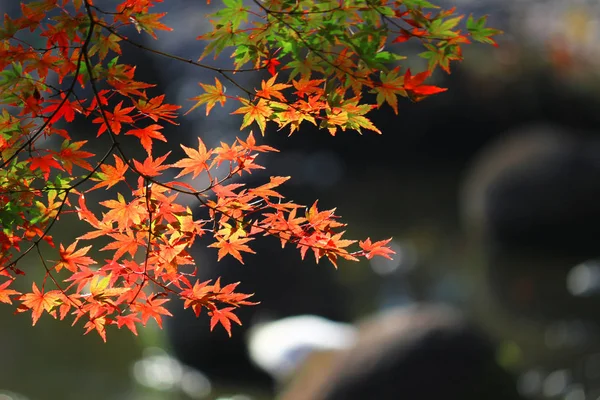 Widok Japoński Ogród Czerwonawe Liście Klonu Staw — Zdjęcie stockowe