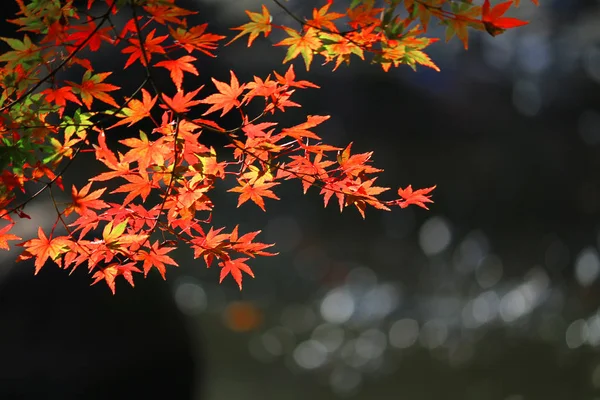 Una Vista Jardín Japonés Con Hojas Arce Rojizo Estanque —  Fotos de Stock