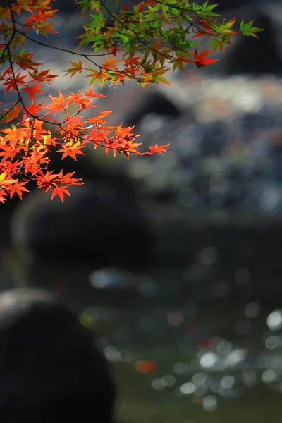 赤みがかったカエデの葉と池のある日本庭園の眺め — ストック写真