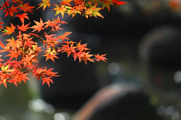 Вид Японский Сад Красноватыми Кленовыми Листьями Пруд — стоковое фото