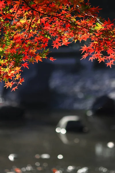 Vue Sur Jardin Japonais Avec Des Feuilles Érable Rougeâtre Étang — Photo