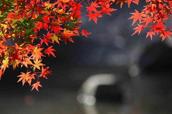 Una Vista Jardín Japonés Con Hojas Arce Rojizo Estanque —  Fotos de Stock