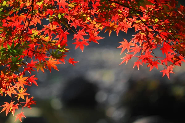 Вид Японский Сад Красноватыми Кленовыми Листьями Пруд — стоковое фото