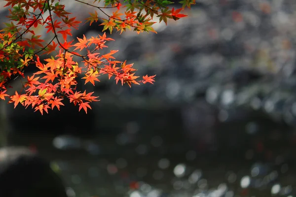 拥有红枫叶和池塘的日本花园景色 — 图库照片