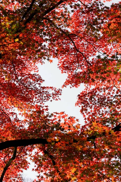 A red colored Japanese maple leaf frame seen from inside the autumn forest