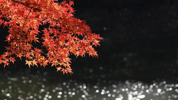 View Reddish Japanese Maple Leaves Sparkling Water — Stock Photo, Image