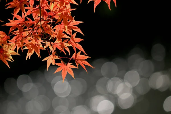 Blick Auf Rötliche Japanische Ahornblätter Und Sprudelndes Wasser — Stockfoto