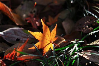 Japon tarzı natürmort sonbaharda düşen yapraklar