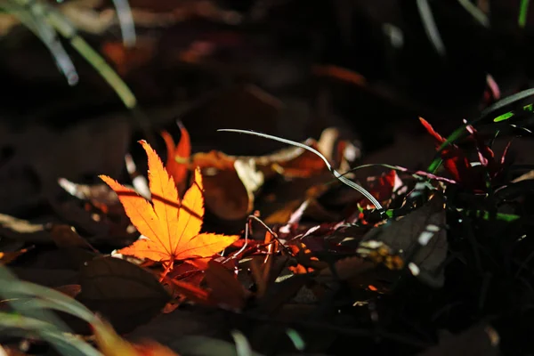 Natureza Morta Folhas Caídas Estilo Japonês Outono — Fotografia de Stock