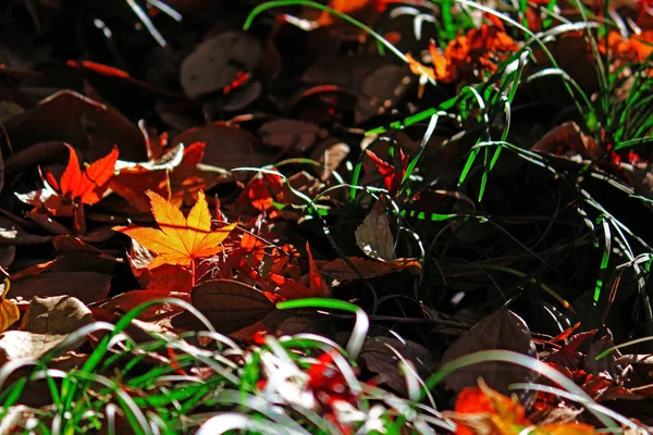 Still Life Japanese Style Fallen Leaves Autumn — Stock Photo, Image