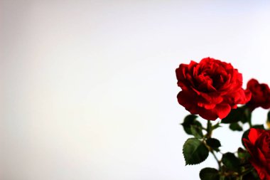 Beyaz arka plan stok fotoğraf kırmızı güller