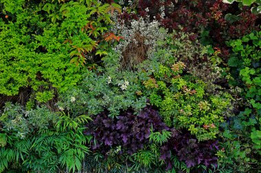 Arka plan malzemesi için çeşitli bitkilerle renklendirilen duvar yüzeyi yeşilleme yapısının fotoğrafı