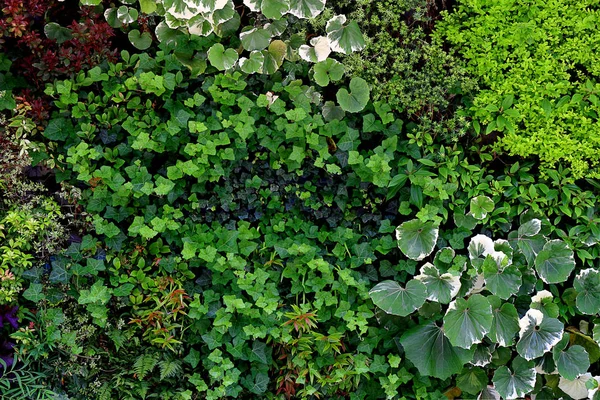 Фотографія Озеленення Поверхні Стіни Забарвлена Різними Рослинами Фонового Матеріалу — стокове фото