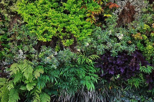 背景材用の様々な植物で着色された壁面緑化構造の写真 — ストック写真