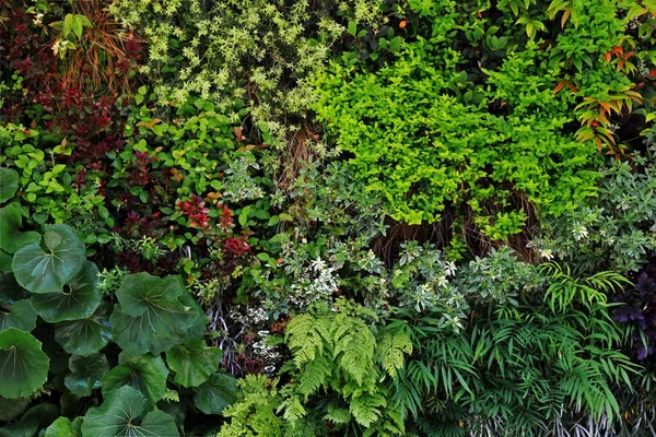 Fotografía Superficie Pared Verde Estructura Coloreada Con Varias Plantas Para —  Fotos de Stock