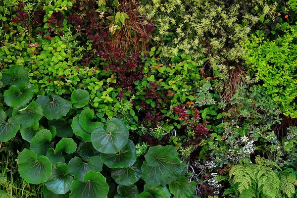 Fotografie Der Begrünungsstruktur Der Wandoberfläche Mit Verschiedenen Pflanzen Als Hintergrundmaterial — Stockfoto