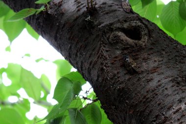bir ağaç gövde üzerinde kuş tüngüsü Cicada