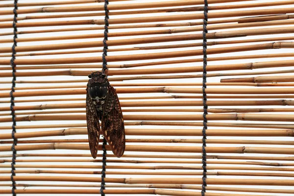 Cigarra Poleiro Uma Tela Junco Verão — Fotografia de Stock