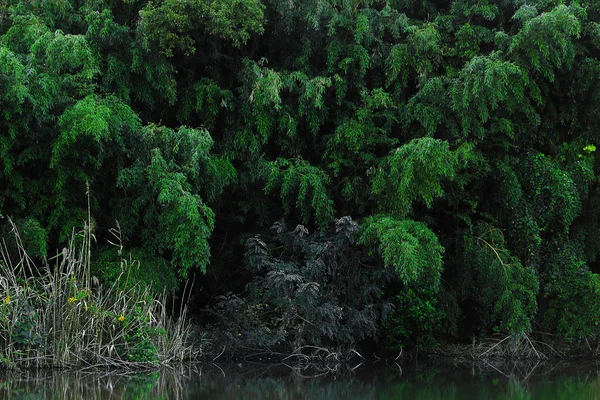 Landscape of forest and pond as background material