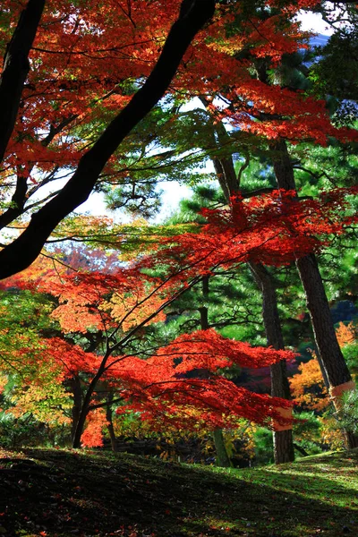 紅葉の日本庭園の風景 — ストック写真