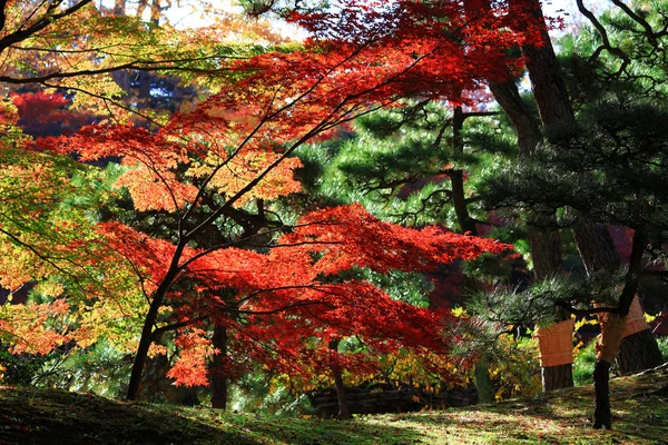 Krajobraz Japońskiego Ogrodu Jesiennych Liści — Zdjęcie stockowe