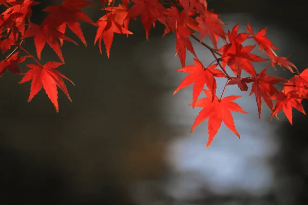 Blick Auf Rötliche Japanische Ahornblätter Und Sprudelndes Wasser — Stockfoto