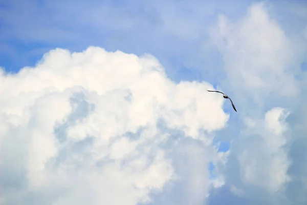 Eine Einzige Möwe Fliegt Den Blauen Himmel — Stockfoto