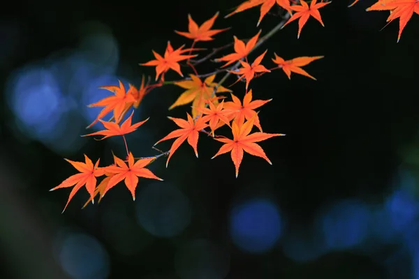 Vista Folhas Bordo Japonesas Avermelhadas Água Cintilante — Fotografia de Stock