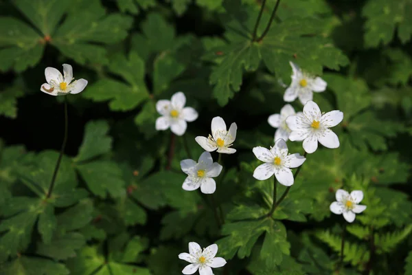 Bílý Blatníček Jarní Zahradě — Stock fotografie