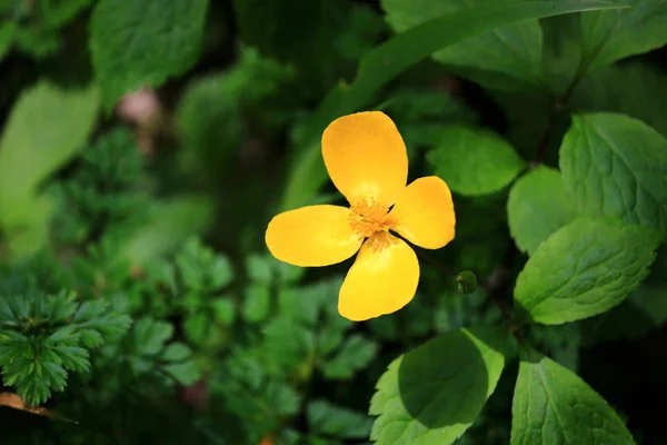 Bahar Bahçesinde Bir Hylomecon Japonica Çiçek — Stok fotoğraf