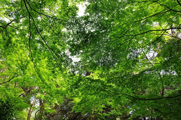 Textura Folhas Verdes Frescas Como Material Fundo — Fotografia de Stock